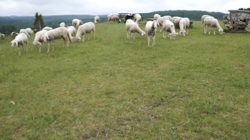 Moutons Dans Une Ferme