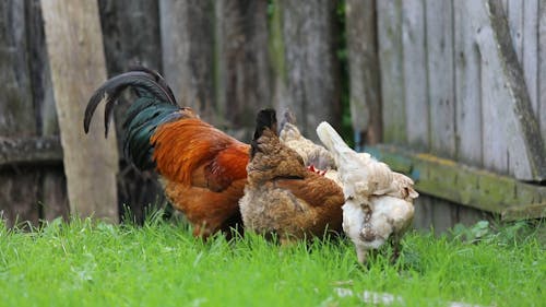 Galinhas à Procura De Comida