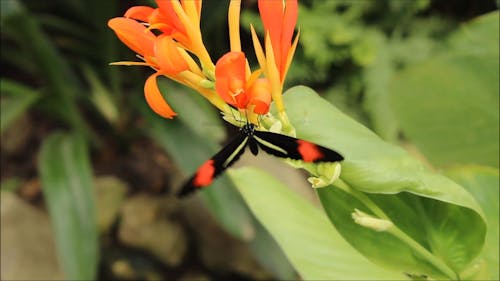 Бабочка на красивом цветке