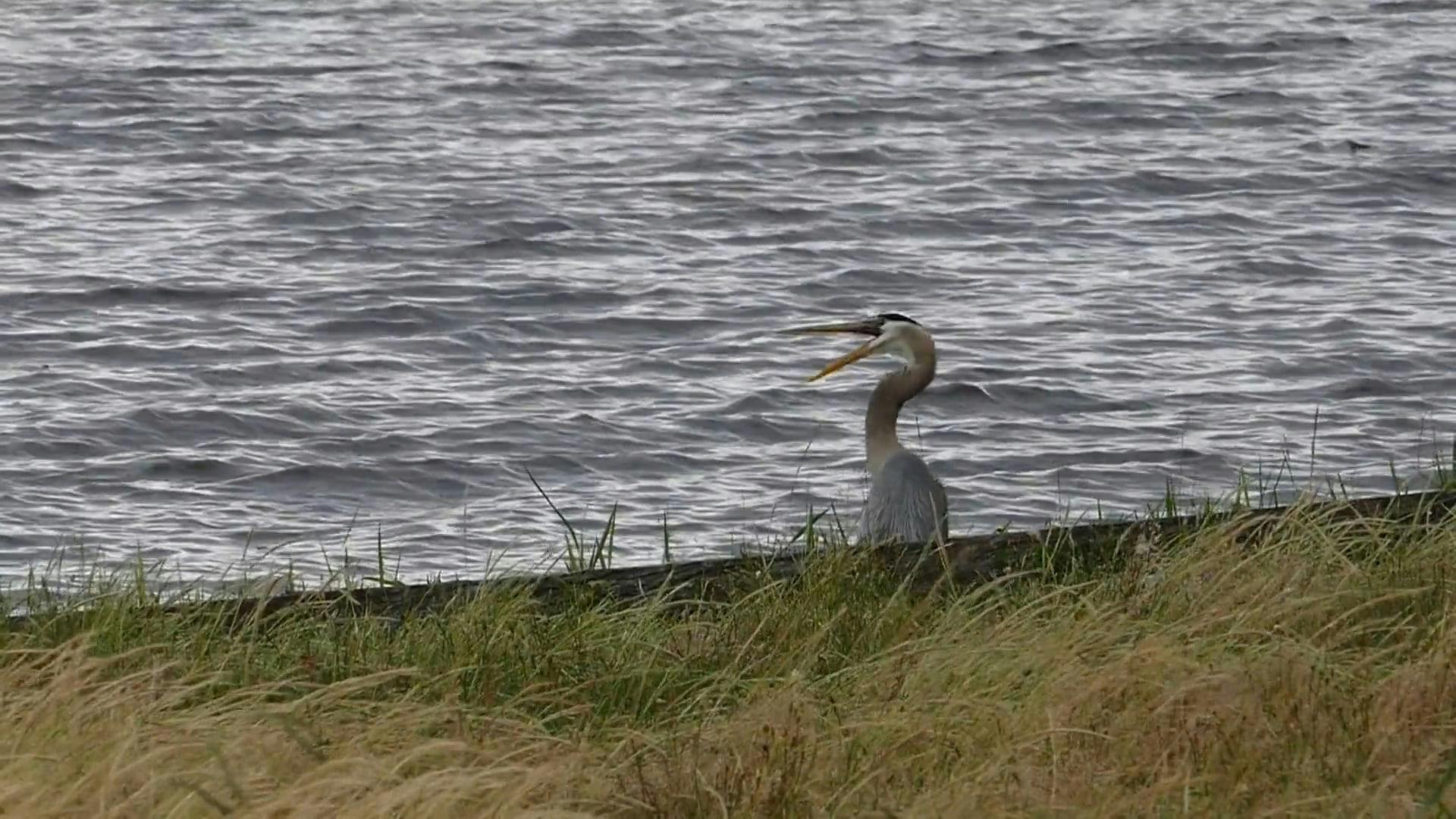 Heron At The Lakeside