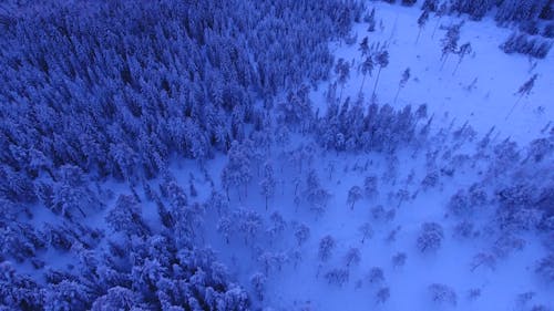 Aerial Shot Of Forest During Winter