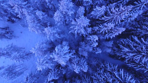 Aerial Shot Of Forest Covered In Snow