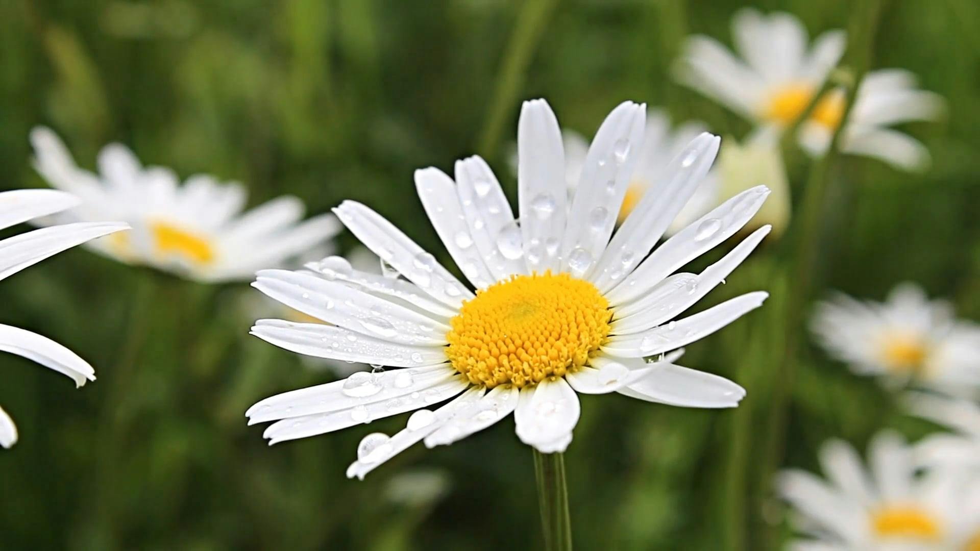 Close Up Video Of Daisy Flower Free Stock Video Footage, Royalty-Free 4K &  HD Video Clip