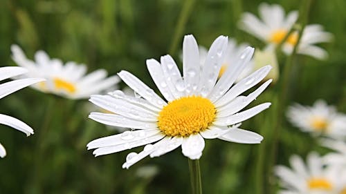 Close Up Video Of Daisy Flower