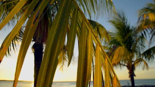 日落时棕榈树