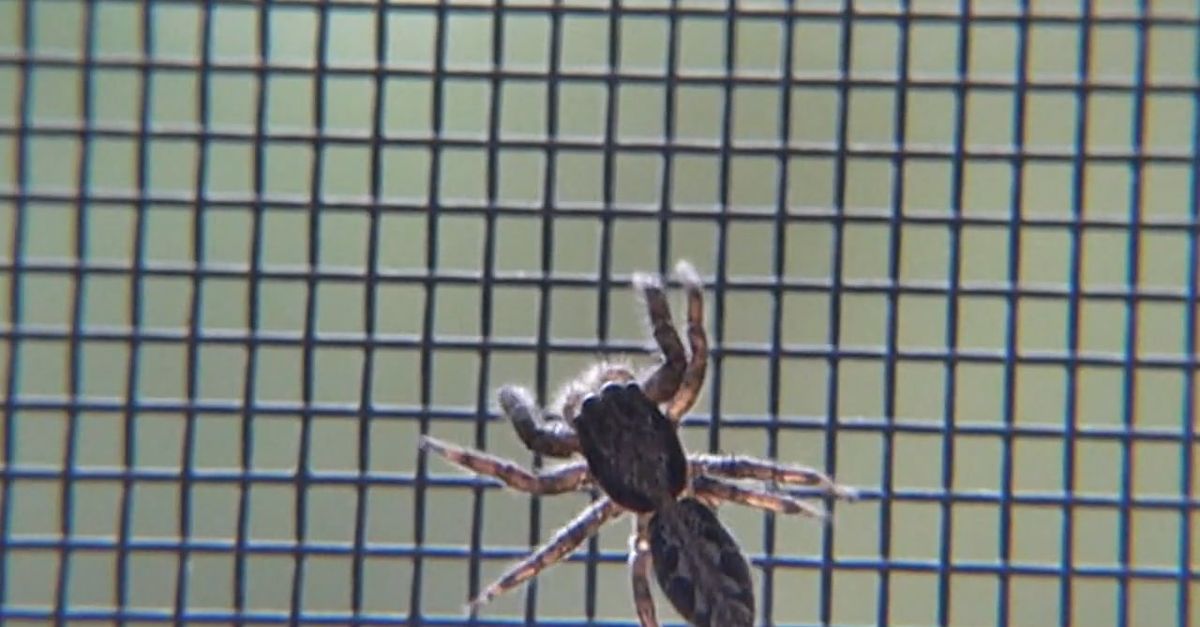 Spider Crawling Free Stock Video Footage, Royalty-Free 4K & HD Video Clip