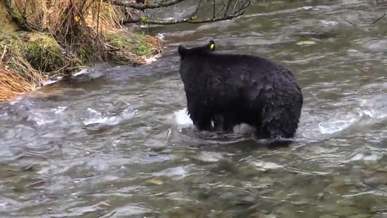 bear in the river