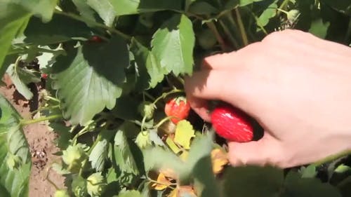 Aardbeien Plukken Overdag