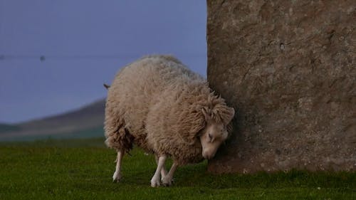 Овцы, царапающие скалы