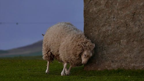 Sheep Scratching On Rocks