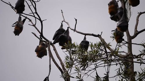 Bats Hanging On Branches