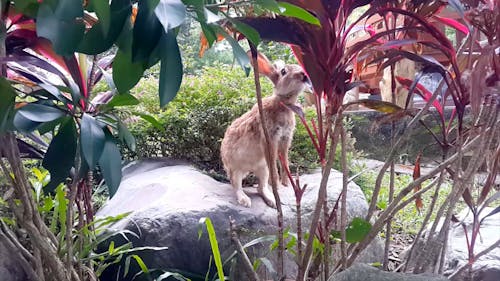 Brown Rabbit Eating Leaves