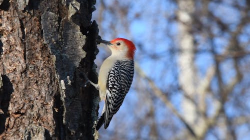 Red-Bellied Woodpecker