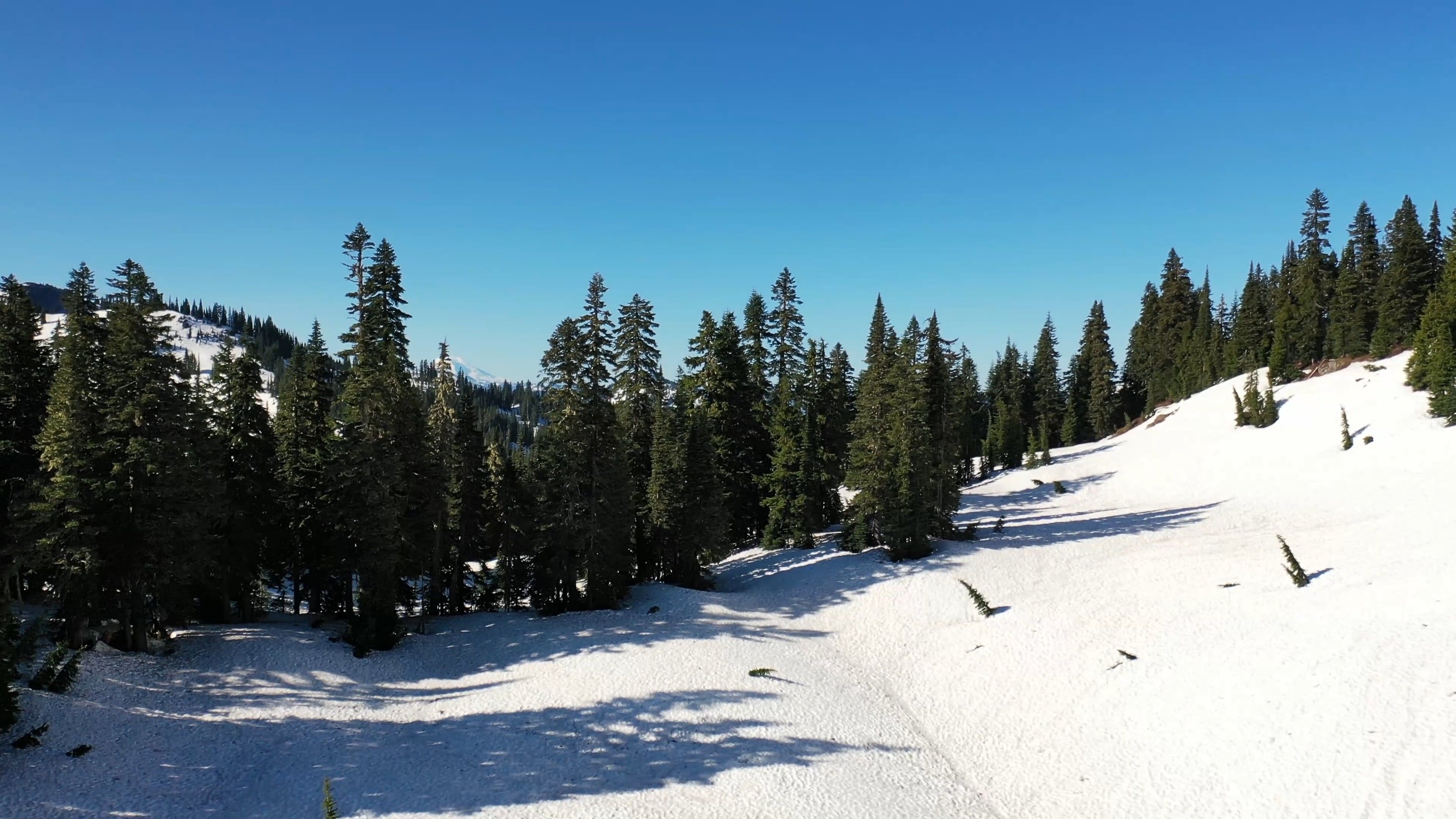 Drone Footage of a Pine Trees Free Stock Video Footage, Royalty-Free 4K ...