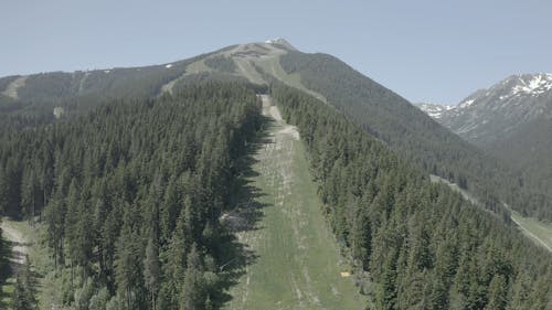 Drone Footage of a Forest with Pine Trees