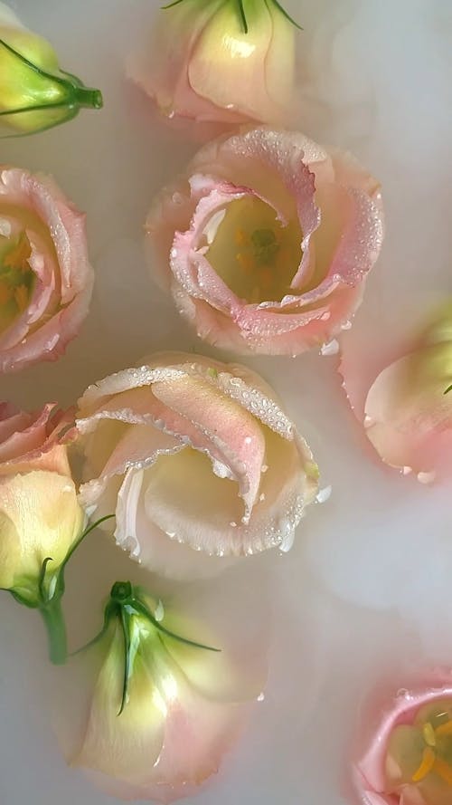 A Close-Up Video of Floating Roses