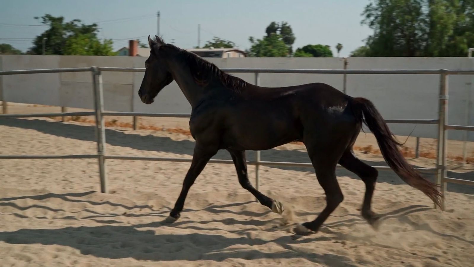 Animal Action Videos Download The Best Free 4k Stock Video Footage