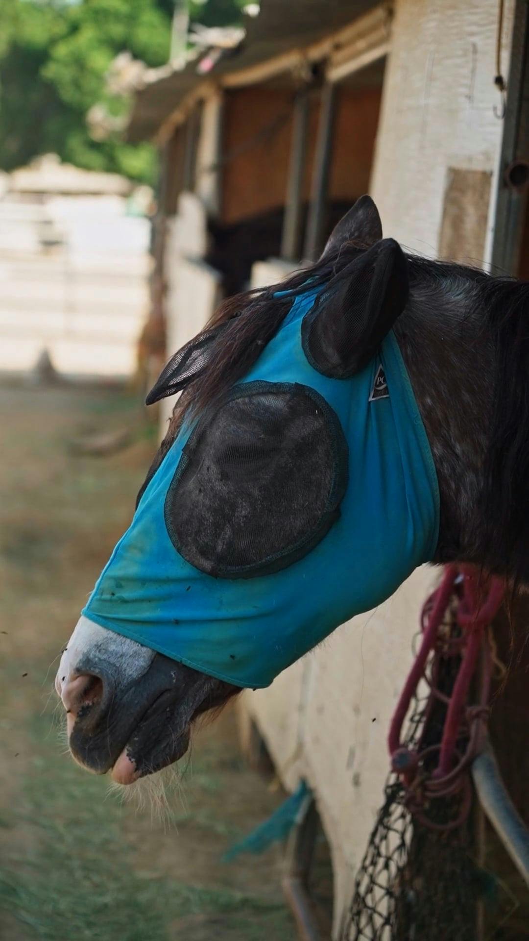 Horse Wearing Fly Mask Free Stock Video Footage, RoyaltyFree 4K & HD