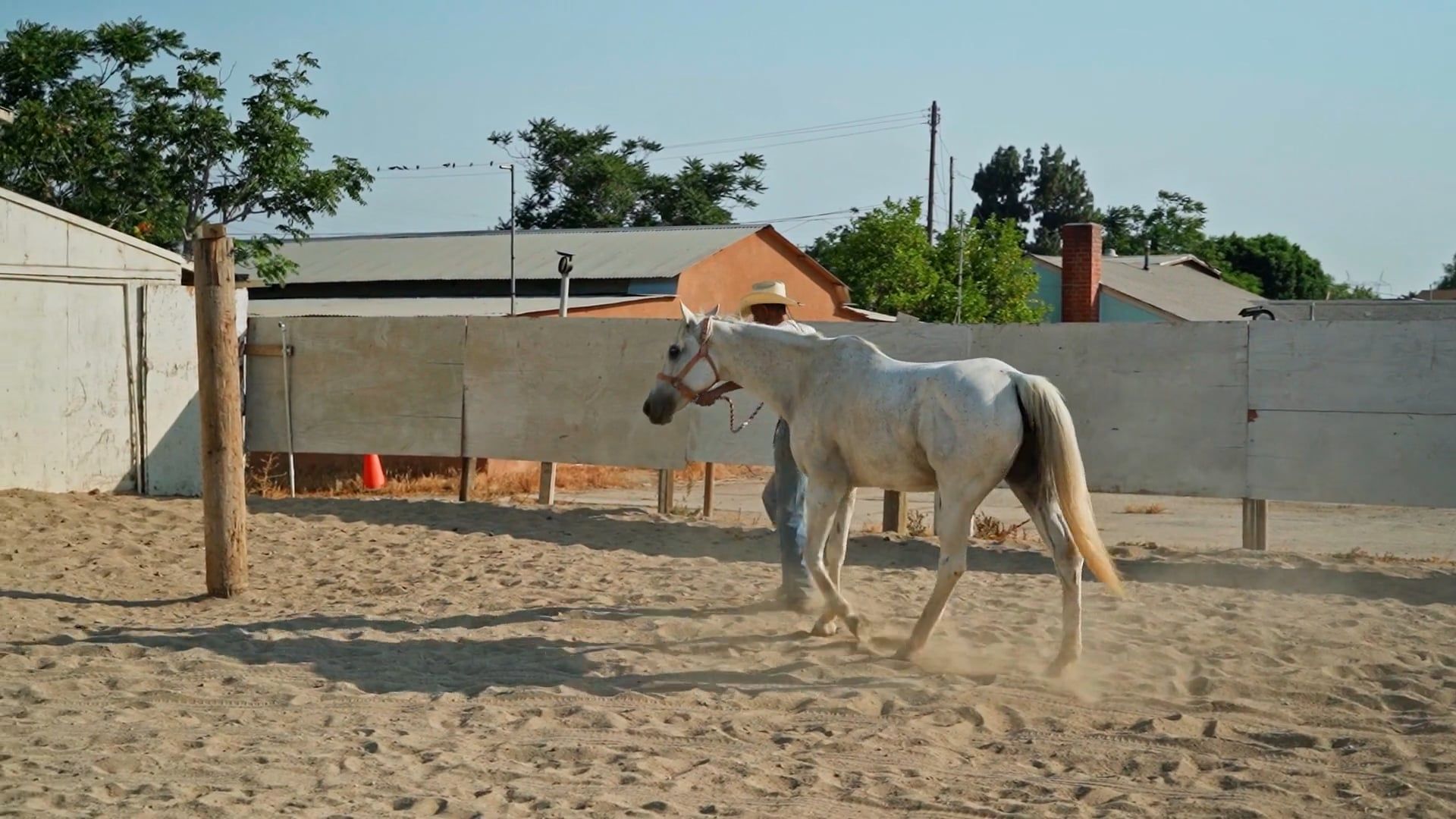 Horse Trainer video