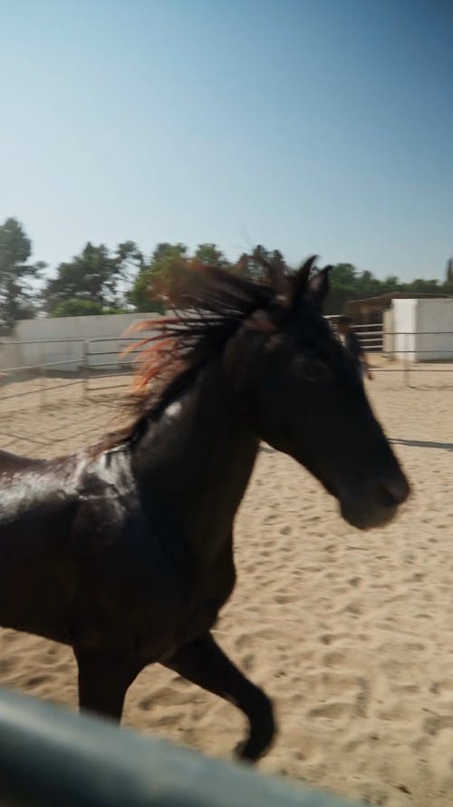 A Black Horse Running