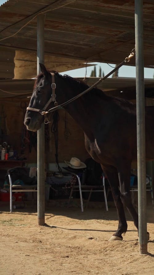 A Horse on the Farm