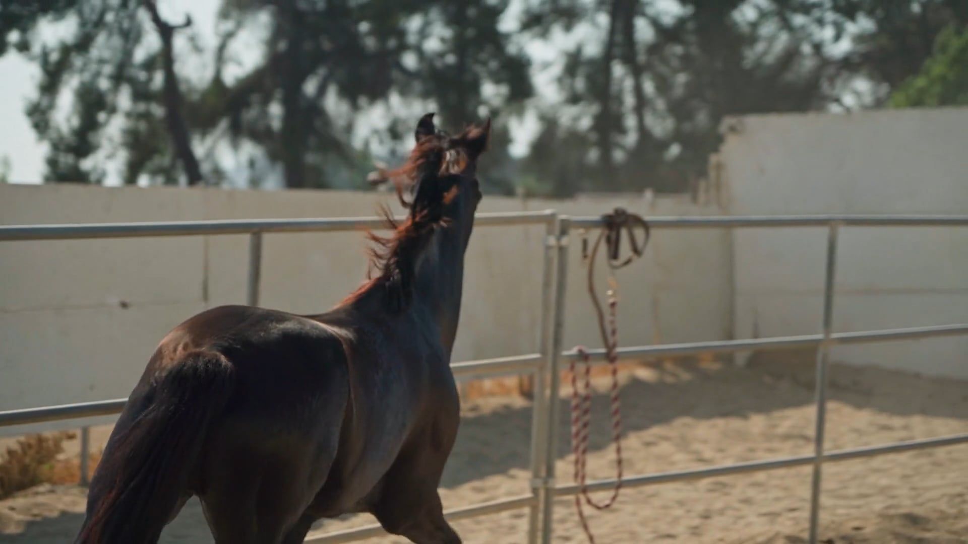 Royalty Free Running Horse Videos, Download The BEST Free 4k Stock ...