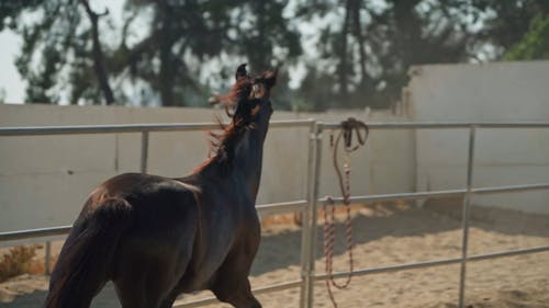 Horse Running Around at the Ranch