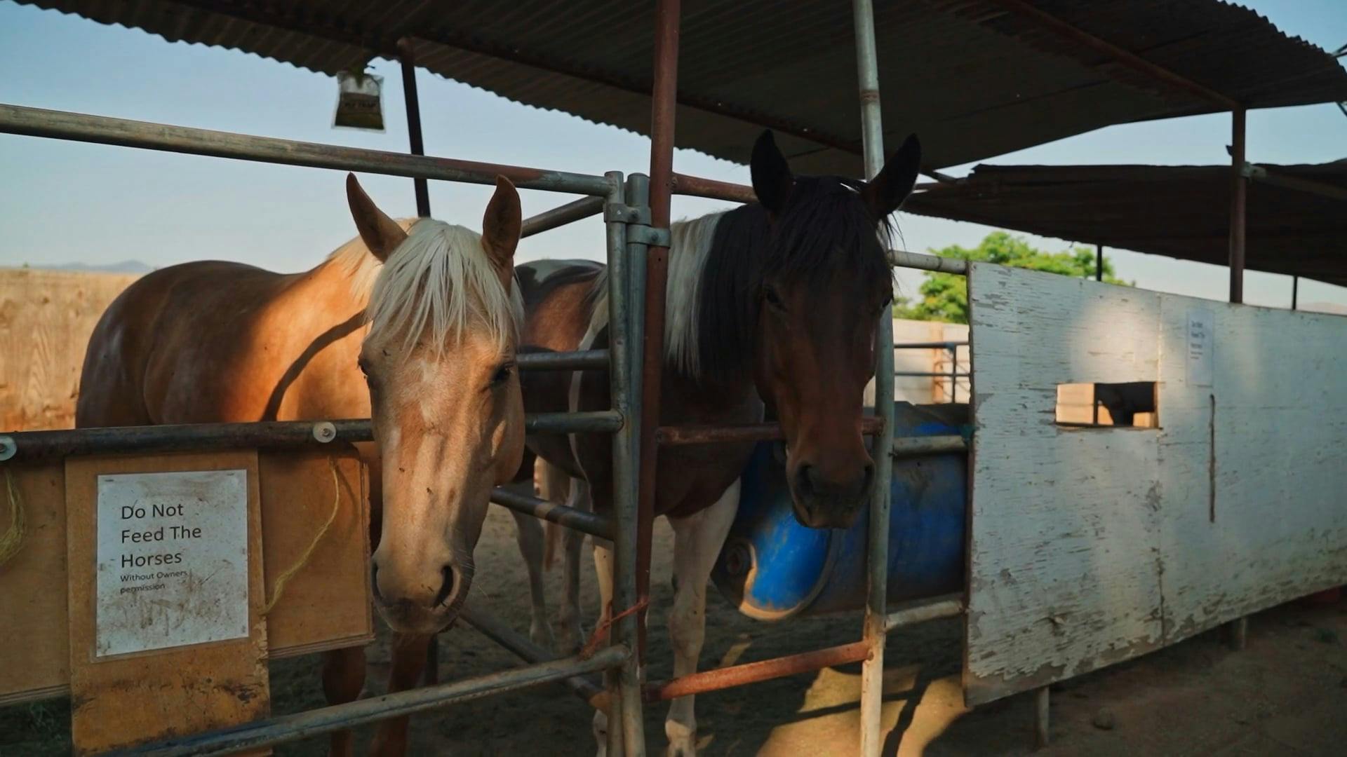 Horse Shaking its Head Free Stock Video Footage, RoyaltyFree 4K & HD