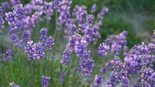 Close Up Shot of Bees Flying Around Purple Flowers