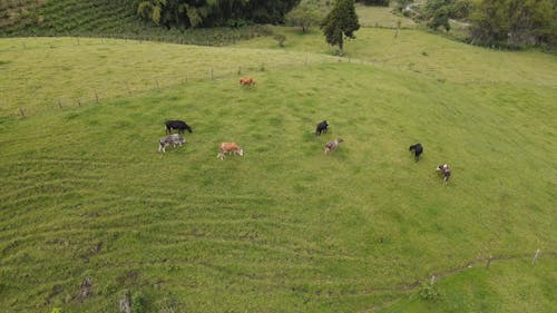Cattles Feeding on Grass