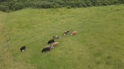Dairy Cows Grazing On Grass In An Open Field