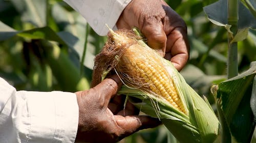 Man Harvesting Corn 