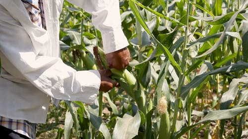 Person Visiting and Checking A Corn Plant
