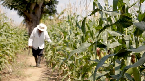A Farmer Checking On His Corn Plants In The Field