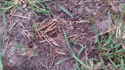 Red Ants Working Together and Going Under The Ground