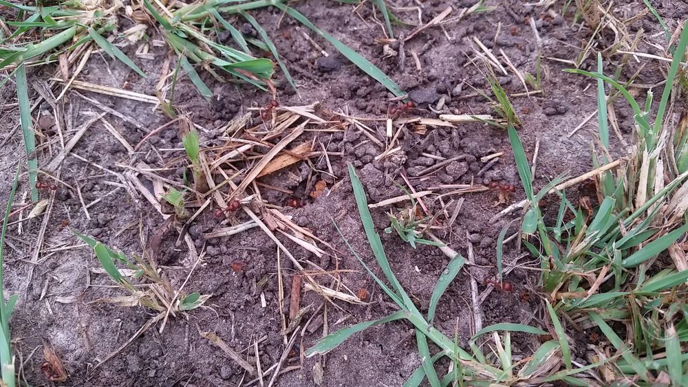 Ants Collecting Food For The Colony Free Stock Video ants-collecting-food-for-the-colony-free-stock-video