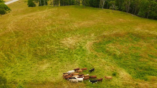 Drone Footage of Cows Walking on a Grassland