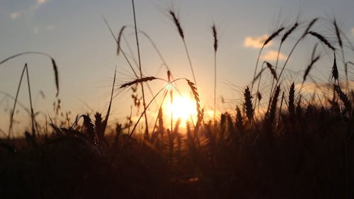 A Wheat Field at Sunset