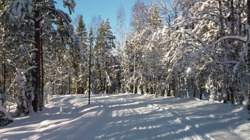 Road Covered with Snow