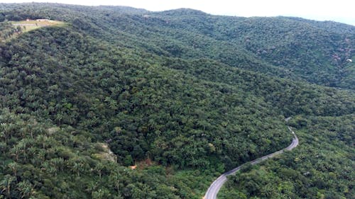 Aerial Footage of Trees on a Mountain