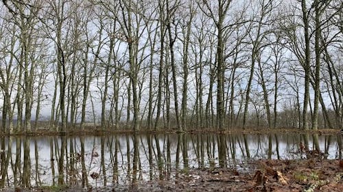 Tall Trees Near A Swamp With Fallen Leaves 