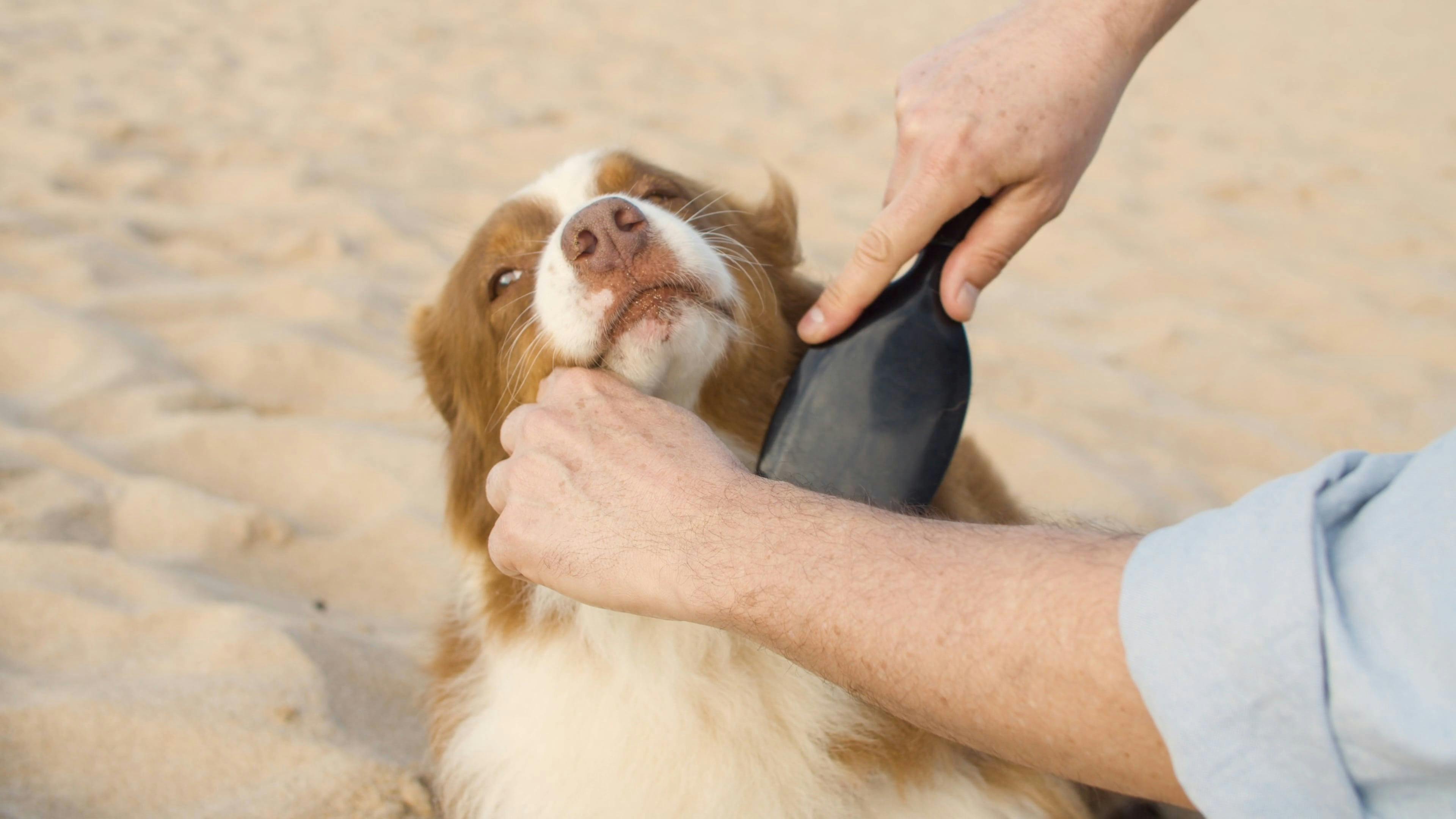 Close Up Video of a Person Brushing Dog's Hair Free Stock Video Footage, RoyaltyFree 4K & HD