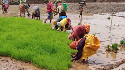 Farmers Harvesting Using their Hands