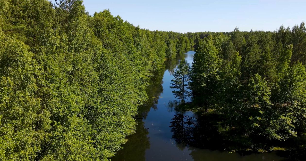 Drone Footage of Trees in a River Free Stock Video Footage, Royalty ...