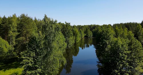 Drone Footage of Trees in a River