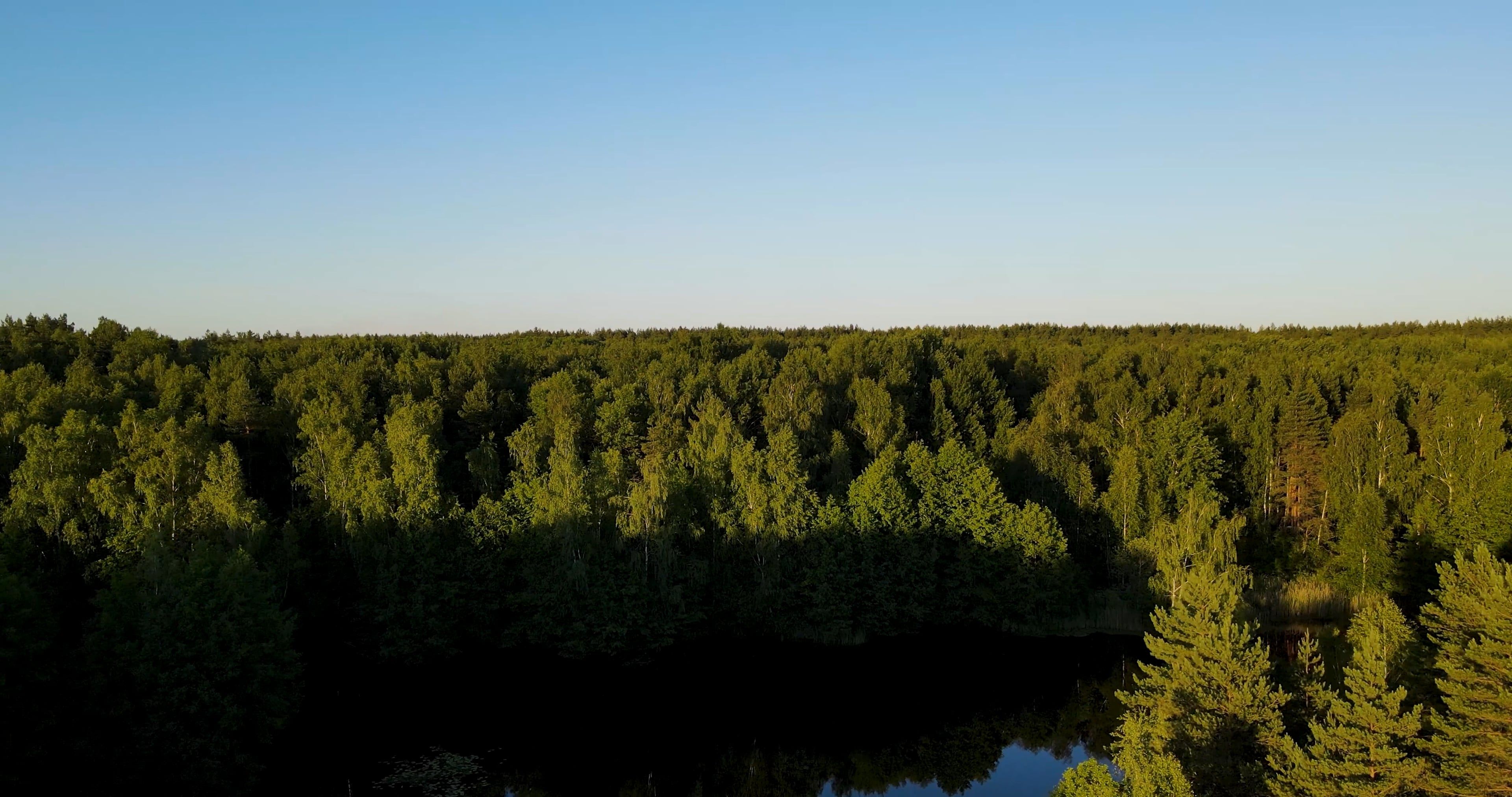drone footage of a trees 8744961