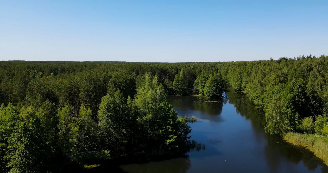 Drone Footage of a Trees Free Stock Video Footage, Royalty-Free 4K & HD ...