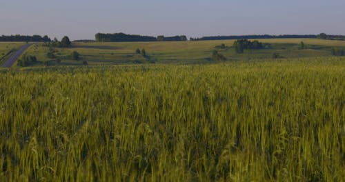 A Video Footage of an Agricultural Land