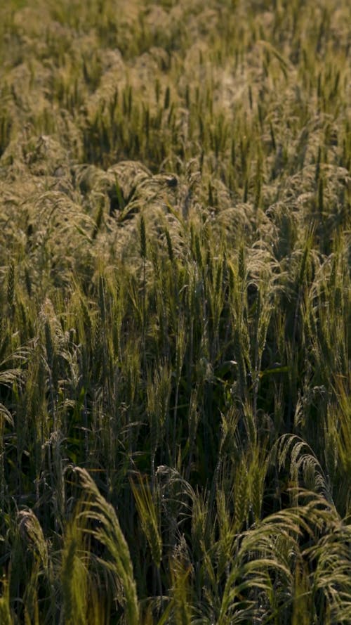 A Dense Wheat Field