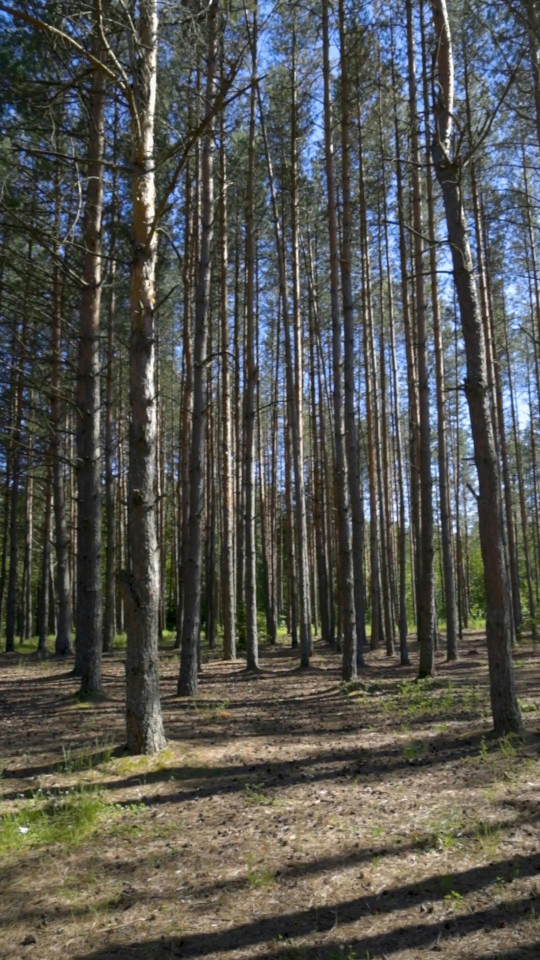 Video by ROMAN ODINTSOV